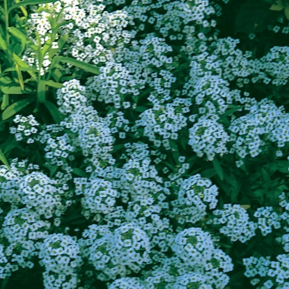 Picture of Alyssum - Carpet Of Snow